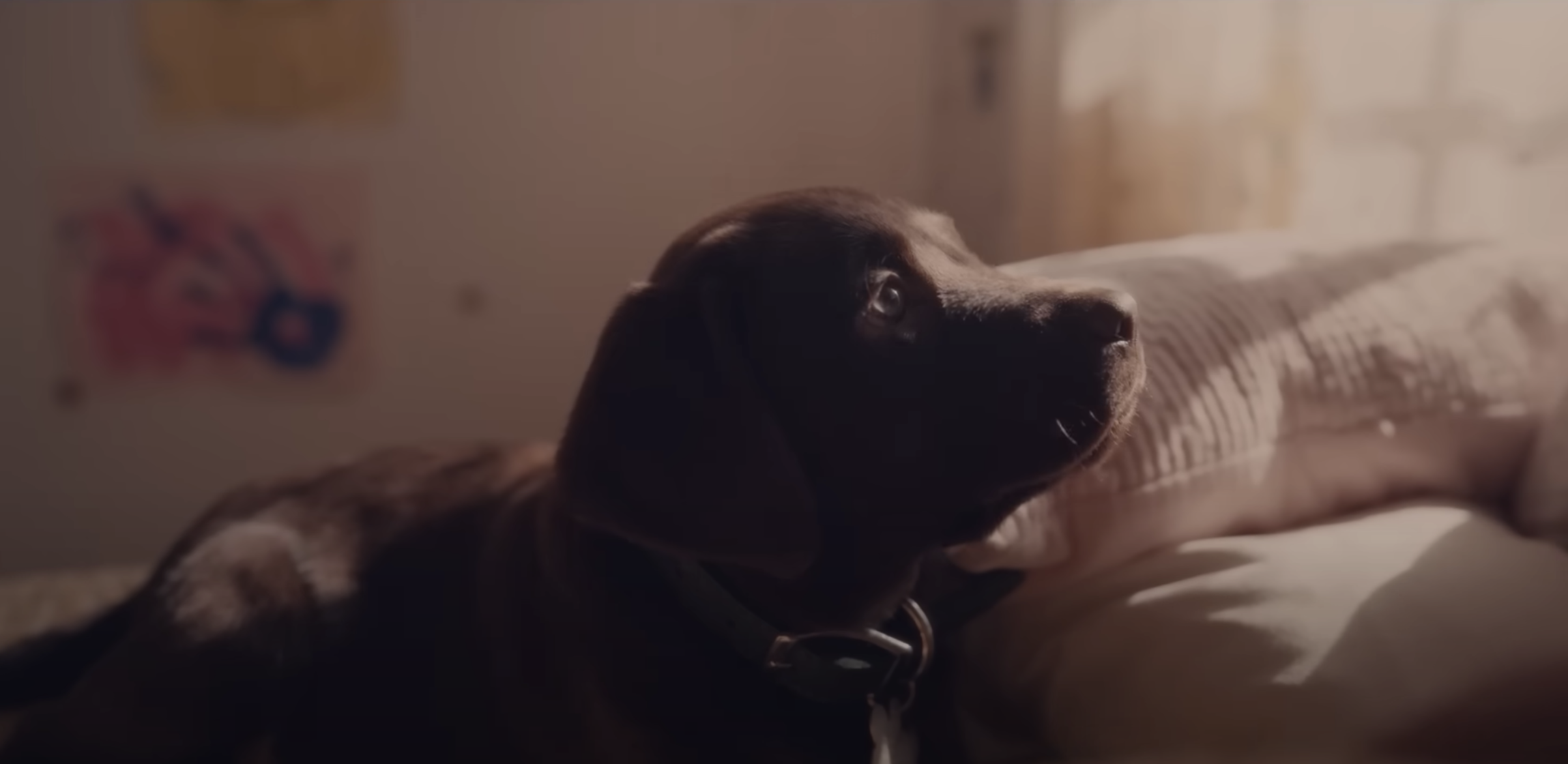 The Farmer’s Dog Superbowl Commercial